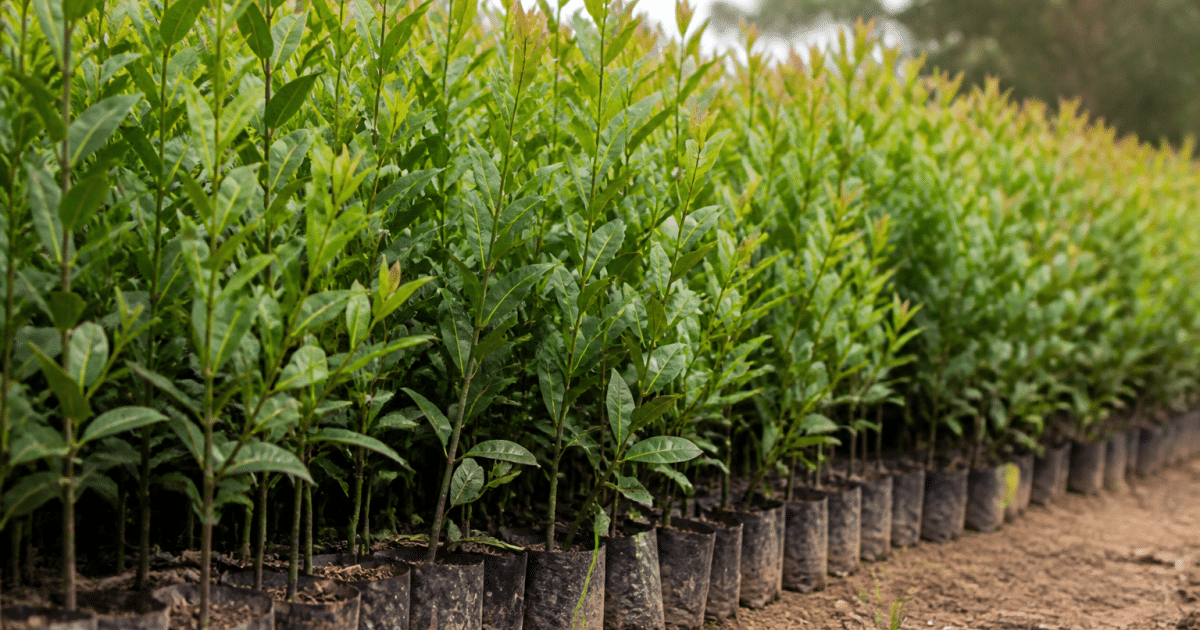 Jeunes arbustes densely planted in straight rows, growing upward.