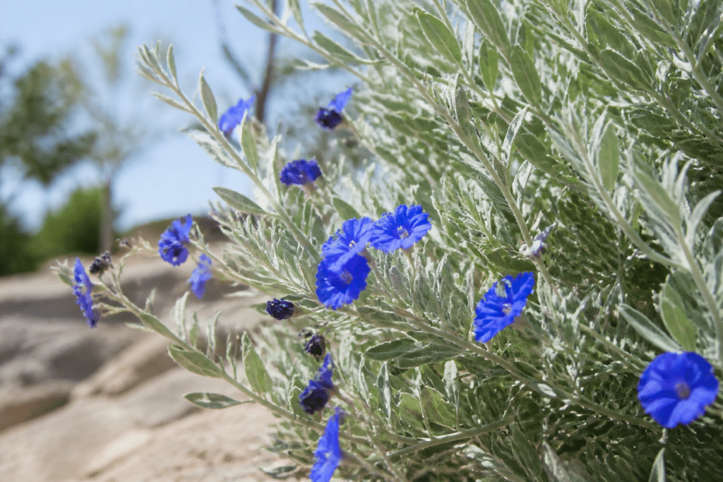 Feuillage argenté et fleurs bleues sous soleil intense