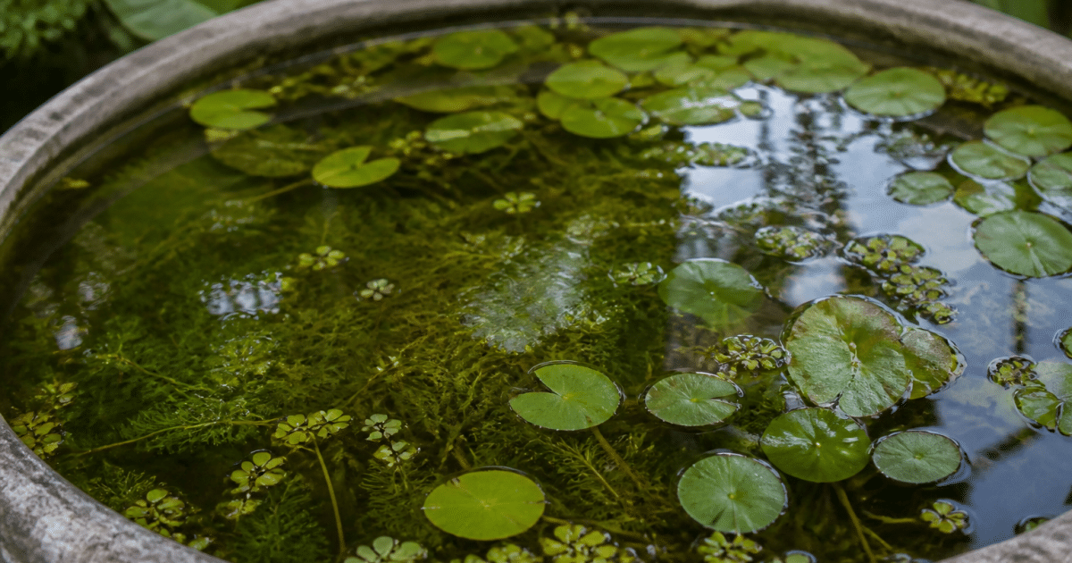 Bassin rempli d'eau avec plantes aquatiques immergees et flottantes