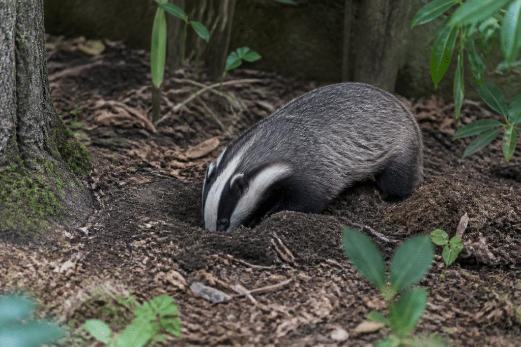 Blaireau nocturne creusant terrier dans jardin forestier