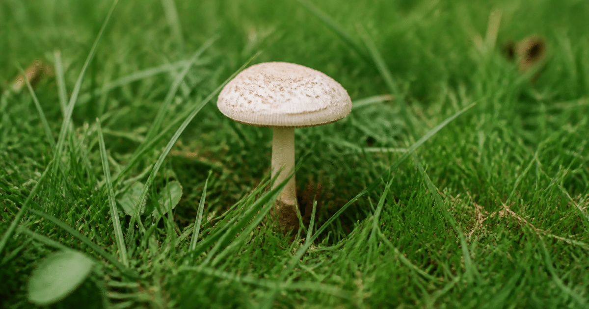 Champignon toxique poussant dans herbe verte dense