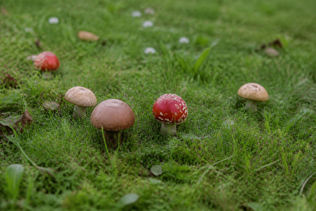 Pelouse verte avec plusieurs champignons colorés visibles
