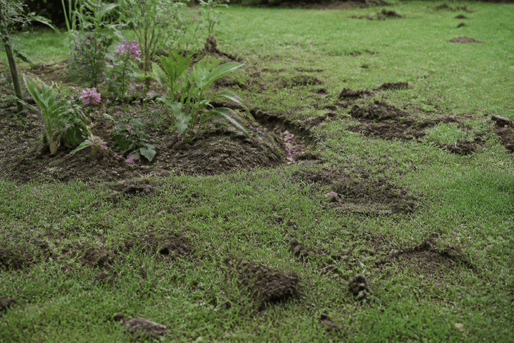 Pelouse retournée avec trous et massifs de fleurs endommagés