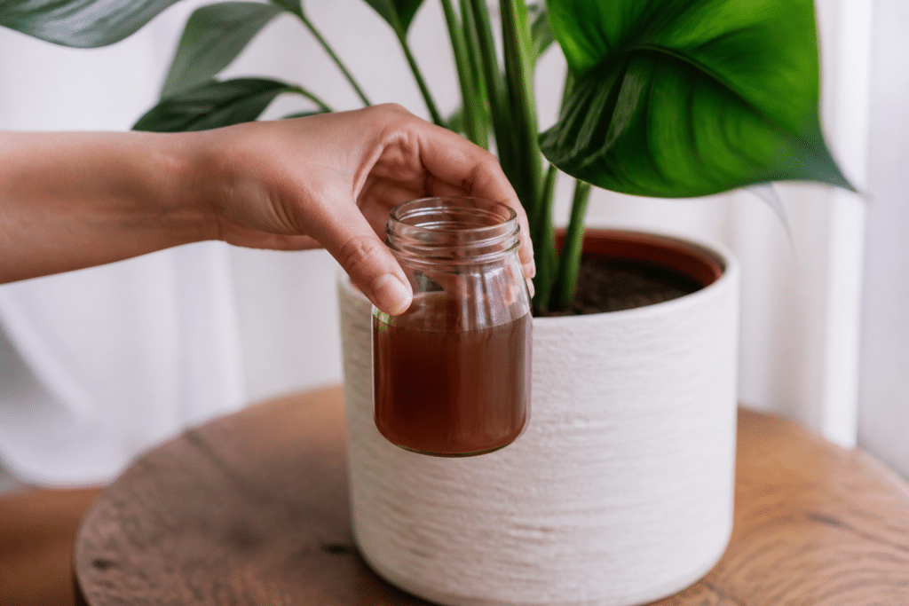 Bocal verre contenant liquide brun pour plantes vertes
