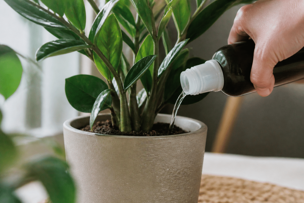 Main versant engrais liquide sur plante verte en pot
