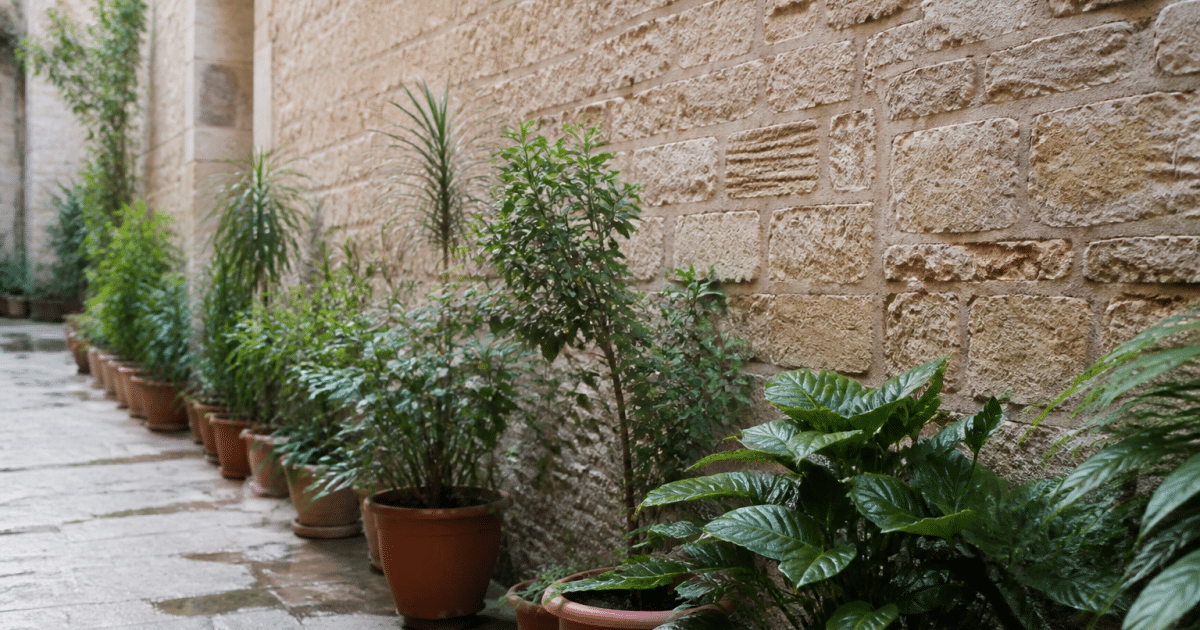 Plantes vertes alignees le long d un mur de pierre beige