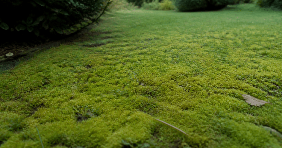 Pelouse verte avec mousse dense couvrant le sol herbeux