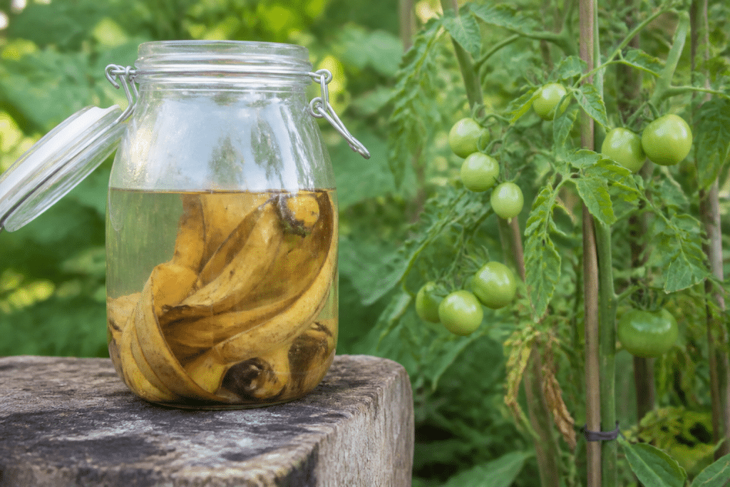 Pelure banane maceration eau pot tomates vertes