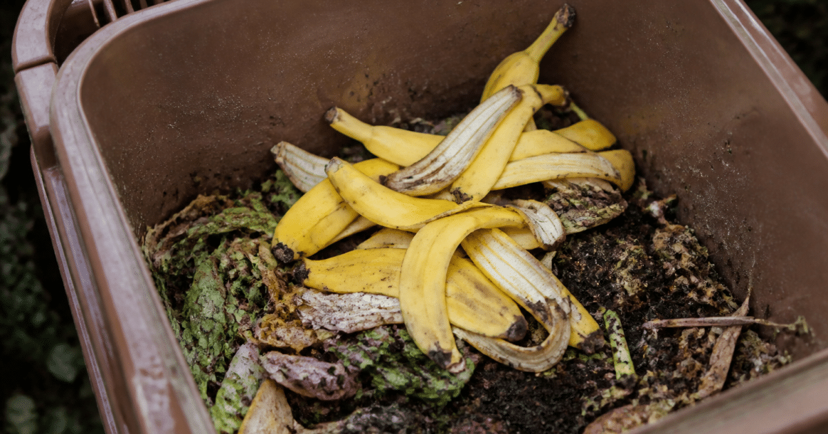 Pelures banane jaunes posees dans bac compost marron