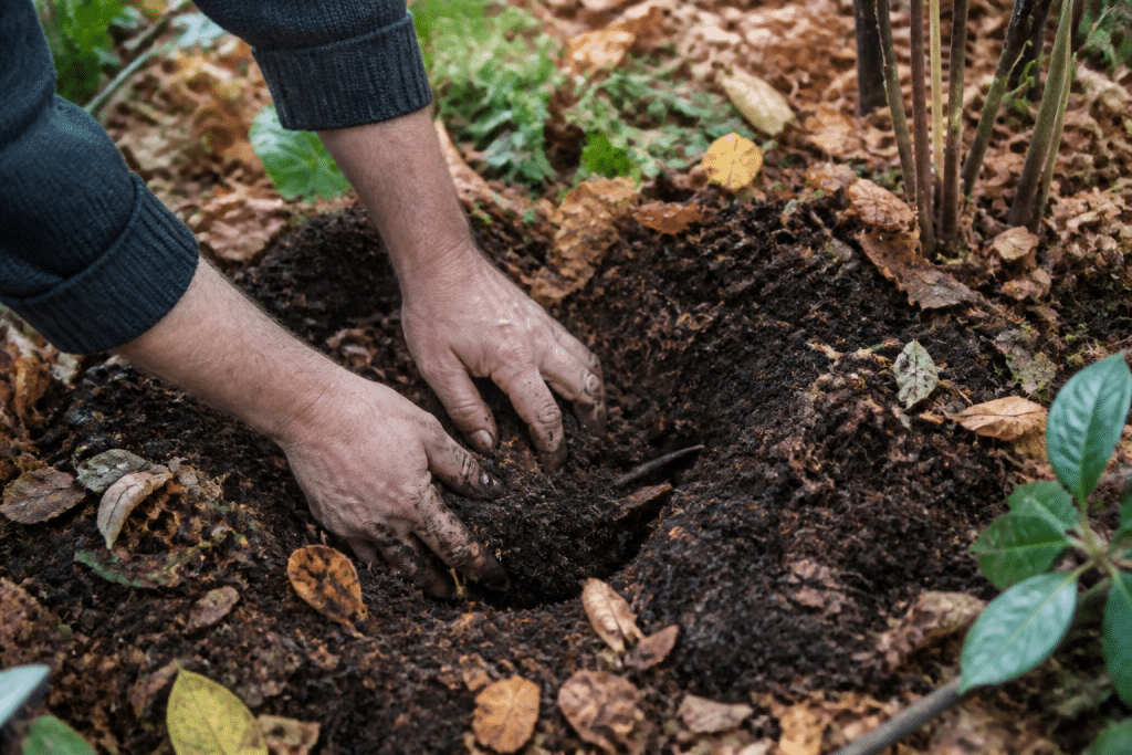 Mains creusant trou automnal avec compost organique brun