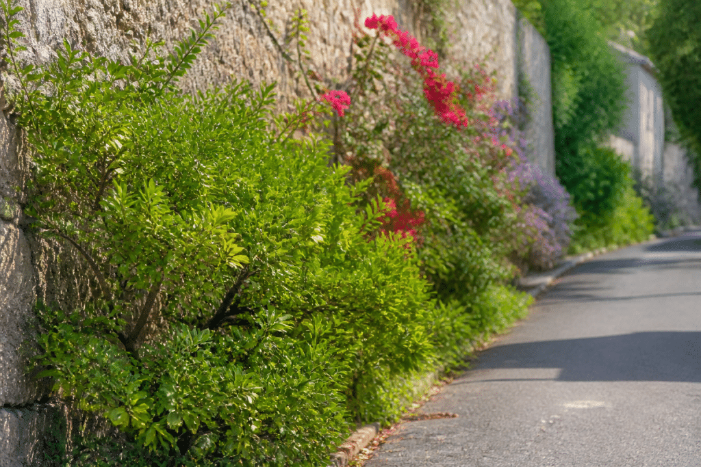 Arbustes verts alternant avec fleurs colorées le long mur