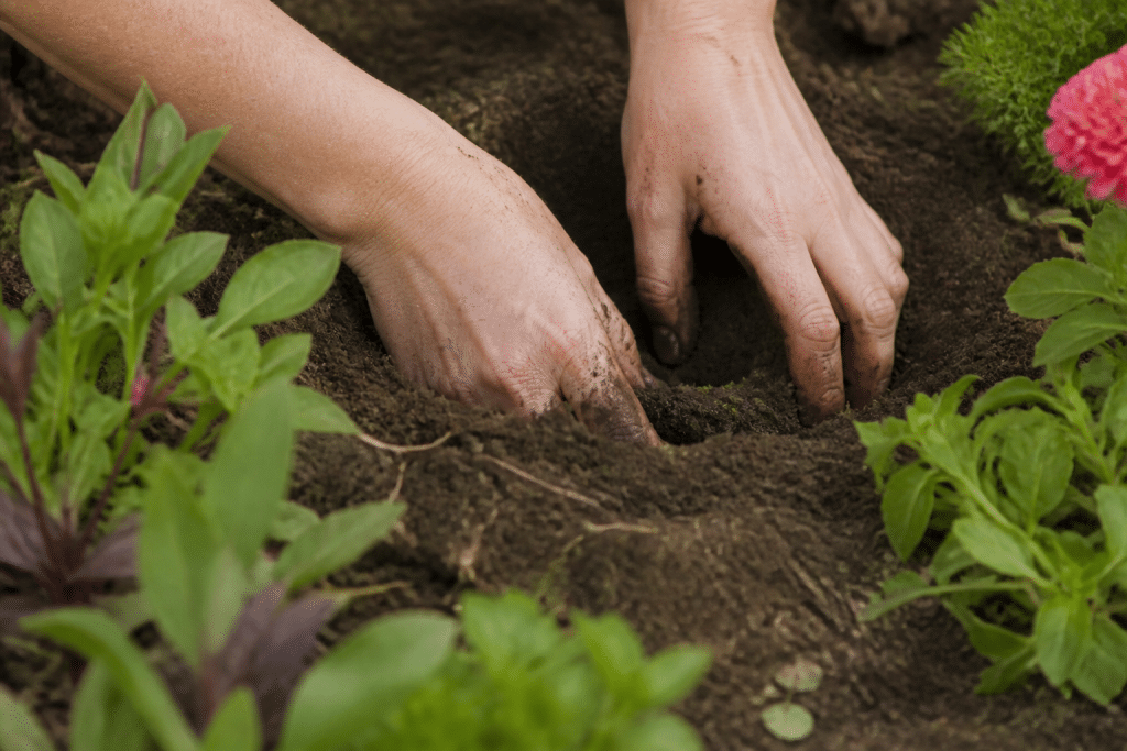 Mains creusant trou terreau plante massif floral