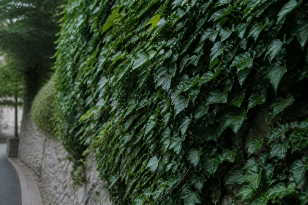 Lierre dense couvrant mur vertical avec feuillage vert luxuriant