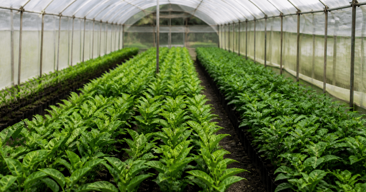 Rangees de plants verts alignes sous structure vitree