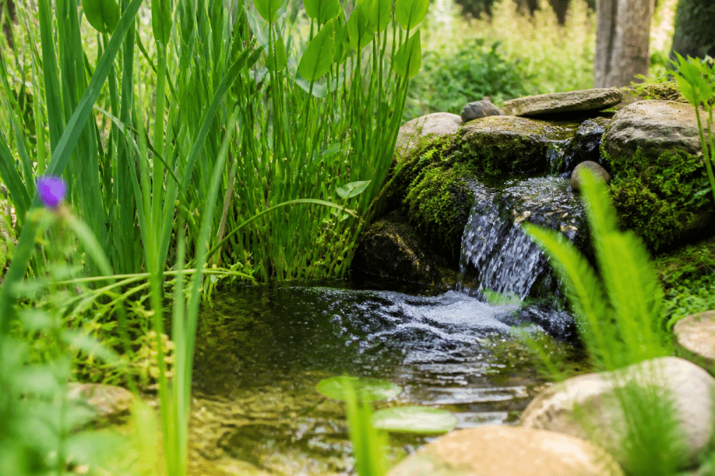 Pompe bassin avec plantes filtrantes eau claire