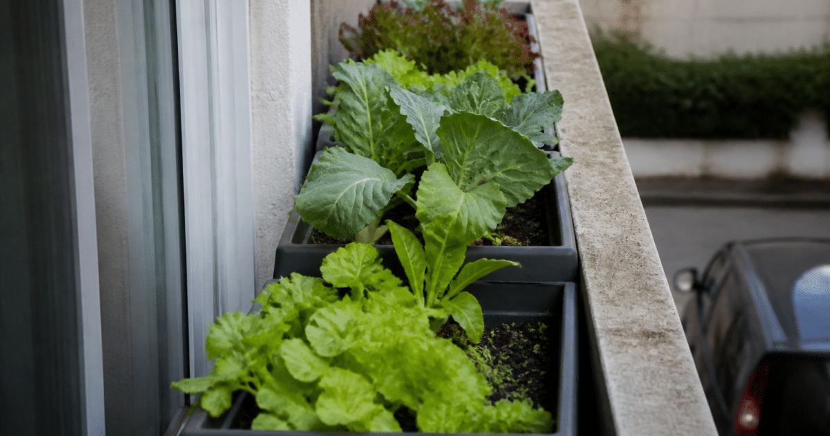 Petits bacs de legumes alignes sur balcon etroit